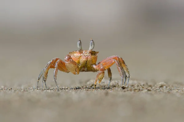 走在海滩上的小红蟹 — 图库照片