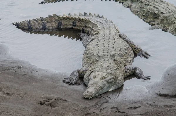 Crocodile lying in  a river seen from above — Stock Photo, Image