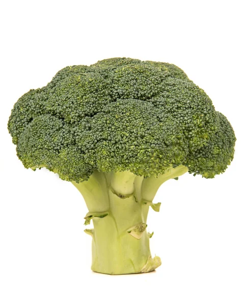 Ramo di broccoli verde singolo su fondo bianco — Foto Stock