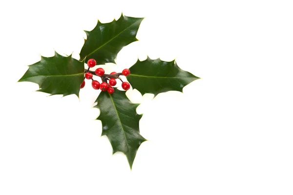 Holly ilex, decoración navideña, sobre un fondo blanco —  Fotos de Stock