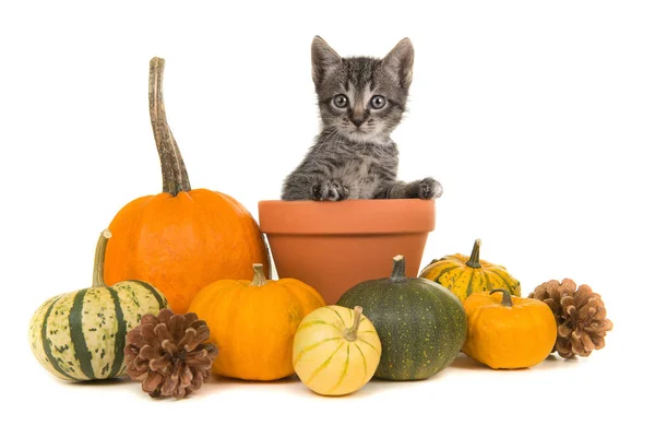 Zucche e un vaso di fiori con dentro un gatto tabby — Foto Stock