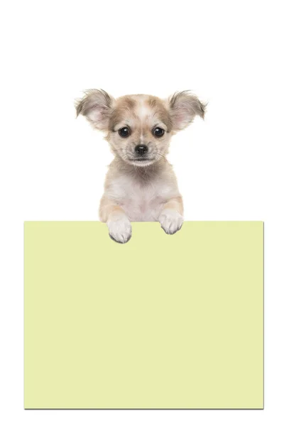 Bonito cachorro chihuahua segurando uma placa de papel amarelo — Fotografia de Stock