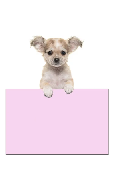 Bonito cachorro chihuahua segurando uma placa de papel rosa — Fotografia de Stock