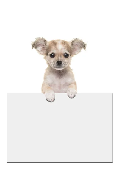 Lindo perro chihuahua cachorro sosteniendo un tablero de papel blanco —  Fotos de Stock