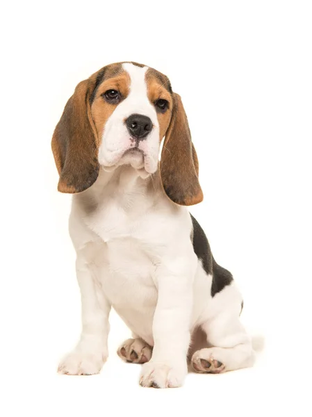Niedlicher sitzender Beagle-Welpe — Stockfoto
