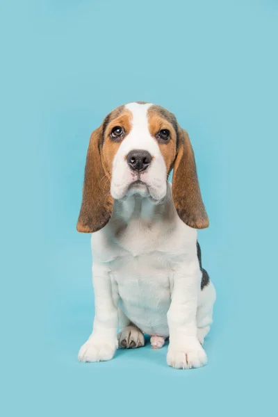 Roztomilý bígl štěně pes sedí na modrém pozadí — Stock fotografie
