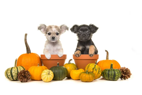 Pumpkins and two flower pots with two chihuahua puppy dogs — Stock Photo, Image