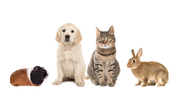 Groep van vier gemeenschappelijke huisdieren, cavia, konijn, Cyperse kat en golden retriever pup — Stockfoto