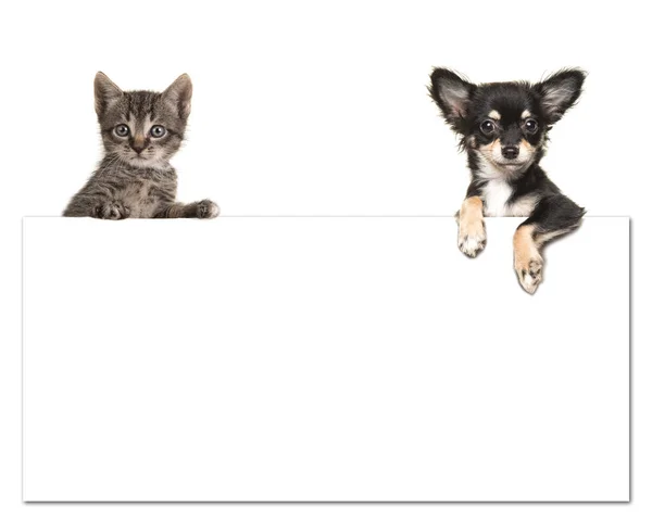 Niedlicher Chihuahua-Hund und eine gestromte Babykatze, die eine weiße Papiertafel mit Platz für Text auf weißem Hintergrund hält — Stockfoto