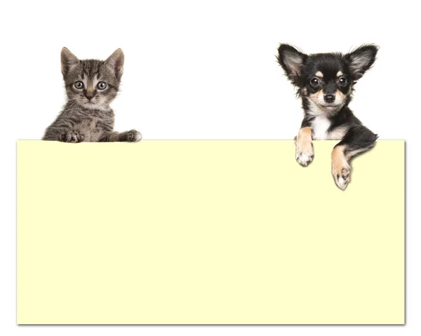 Cão chihuahua bonito e um gato bebê tabby segurando um papel amarelo — Fotografia de Stock