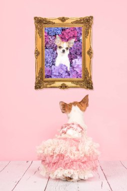 Şirin oturma giyinmiş chihuahua köpek onun portre seyir