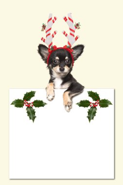 Sarı arka plana sahip bir beyaz kağıt tutan bir Noel şapka şirin chihuahua köpek