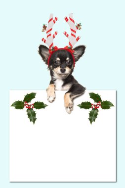 Şirin chihuahua köpek mavi arka plan ile bir beyaz kağıt tutan bir Noel şapka