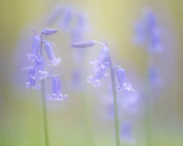 Παραμυθένια εικόνα των άγριων λουλουδιών άνοιξη μπλε κουδούνια — Φωτογραφία Αρχείου