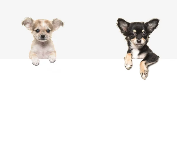 Niedliche Chihuahua-Hunde hängen über einem weißen Papierrand mit Platz für Text — Stockfoto