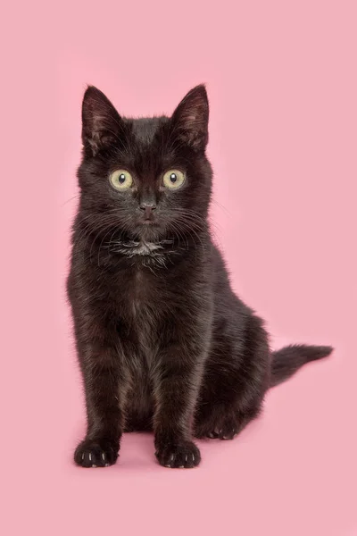 Ładny czarny kot siedzący i stoi aparat na różowym tle — Zdjęcie stockowe