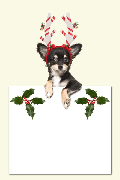 Carino cane chihuahua indossa un cappello di Natale che tiene una carta bianca con sfondo giallo — Foto Stock
