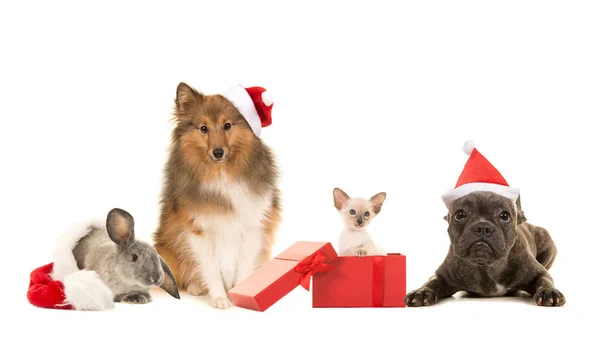Ομάδα των κατοικίδιων ζώων, δύο σκυλιά, γάτα και ένα κουνέλι με Χριστουγεννιάτικη διακόσμηση — Φωτογραφία Αρχείου