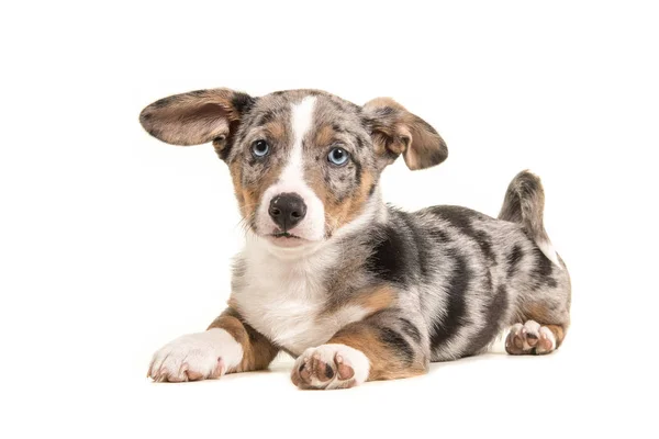 Roztomilý welsh corgi štěně s modrýma očima a zavěšené uši vleže — Stock fotografie