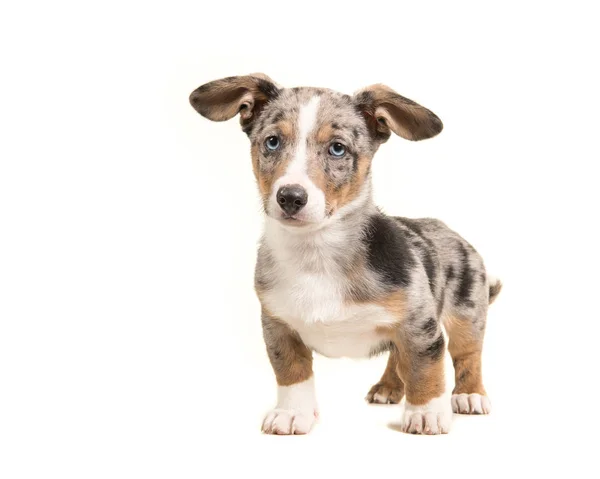 Bonito de pé azul merle galês cachorro corgi com olhos azuis e orelhas penduradas — Fotografia de Stock