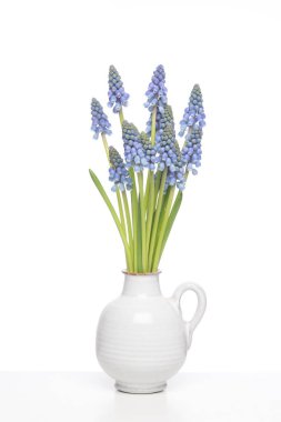 Beyaz bir raf üzerinde beyaz bir vazo içinde mavi üzüm hyacints buket