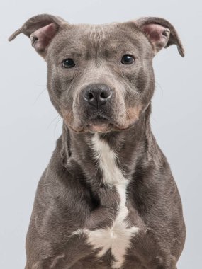 Gri bir arka plan, gri pitbull terrier portresi