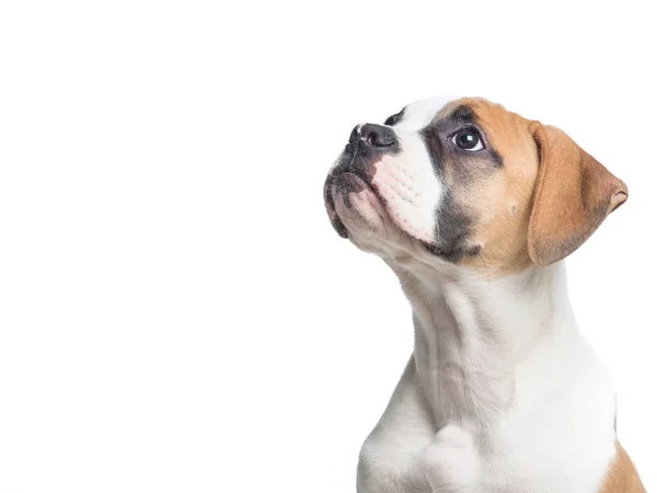 American bulldog cachorro retrato mirando hacia arriba aislado en un blanco b —  Fotos de Stock