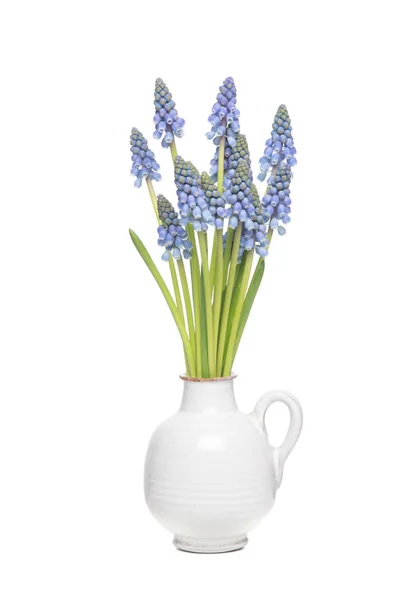 Buquê de jactos de uva azul em um vaso branco isolado em um fundo branco — Fotografia de Stock