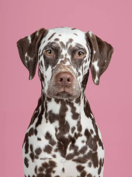 Portret psa brązowy i biały Dalmatyński stoi aparat na różowym tle — Zdjęcie stockowe