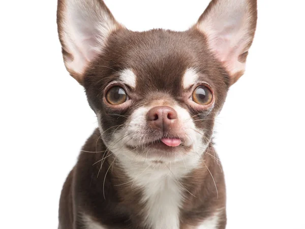 Retrato de um cão chihuahua engraçado com a língua saliente — Fotografia de Stock