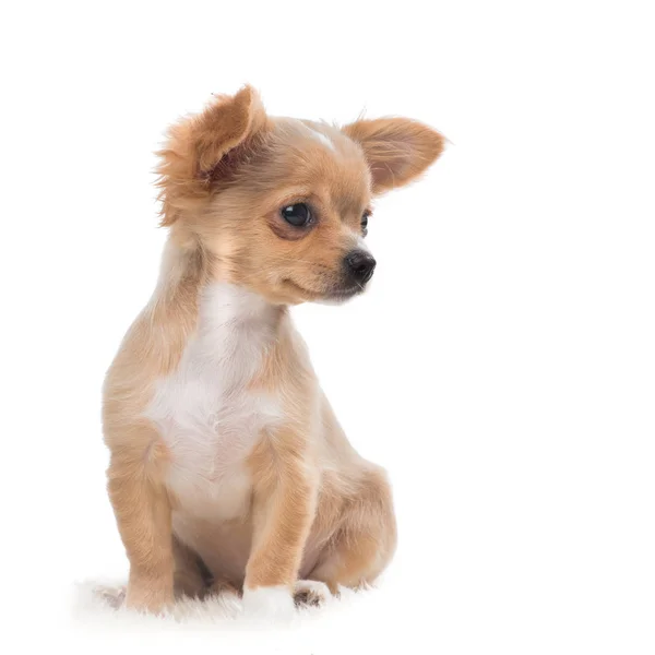 Lindo cachorro chihuahua mirando a la derecha sobre un fondo blanco —  Fotos de Stock