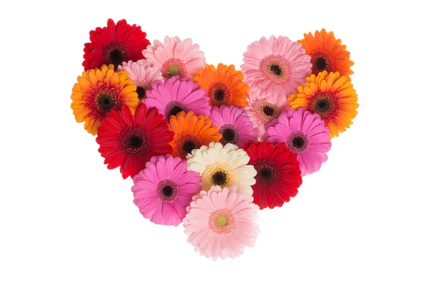 Форма серця квітучих барвистих квітів гербери — стокове фото