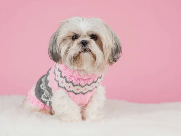 Pembe bir arka plan, örme pembe Kazak giymiş shih tzu köpek