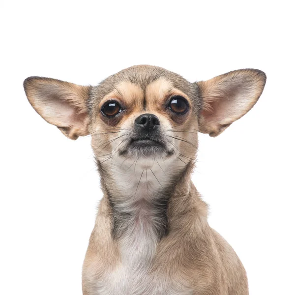 Chihuahua retrato em um fundo branco — Fotografia de Stock