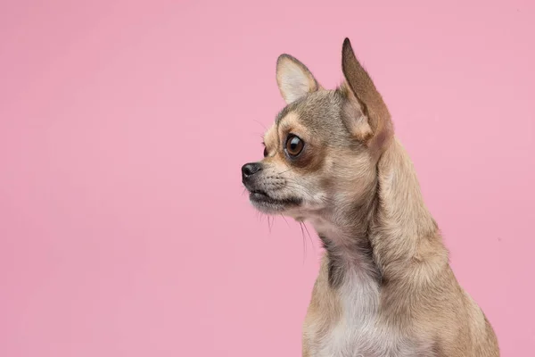 Retrato de Chihuahua olhando para a esquerda em um fundo rosa — Fotografia de Stock