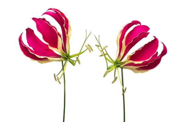 Dois florescendo gloriosa, lírios de glória em um fundo branco — Fotografia de Stock