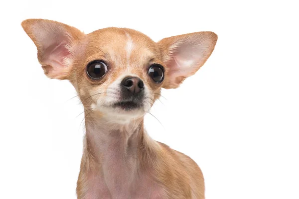 Retrato de cachorro chihuahua bonito isolado em um fundo branco — Fotografia de Stock