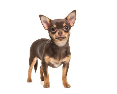 Güzel kahverengi ayakta chihuahua