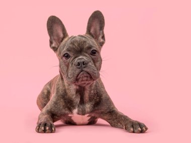 Sevimli Fransız bulldog köpek pembe bir arka plan üzerinde
