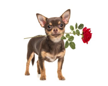 Güzel kahverengi chihuahua köpek ayakta ve ağzında beyaz bir arka plan üzerinde izole kırmızı bir gül tutan kamera karşı karşıya