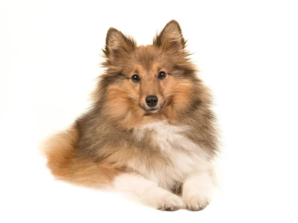 Shetland sheepdog lying down — Stock Photo, Image