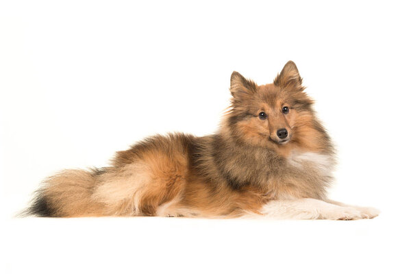 Shetland sheepdog lying down seen from the side