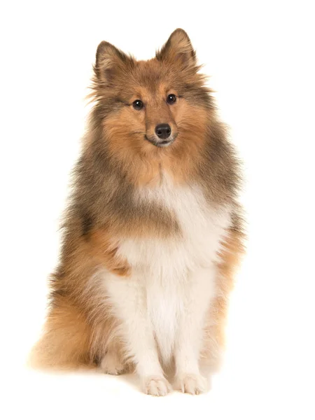 Sentado shetland sheepdog visto da frente — Fotografia de Stock