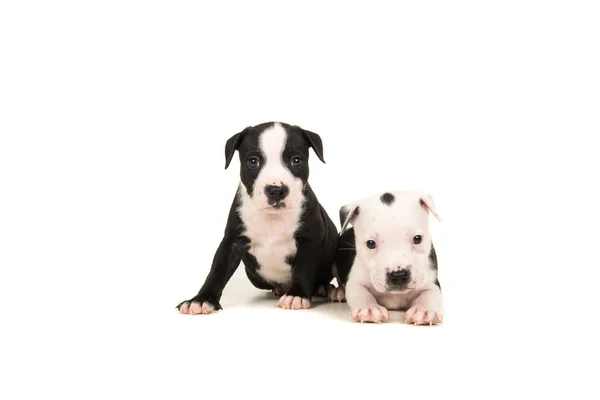 Dos cachorros stafford terrier de 5 semanas de edad — Foto de Stock