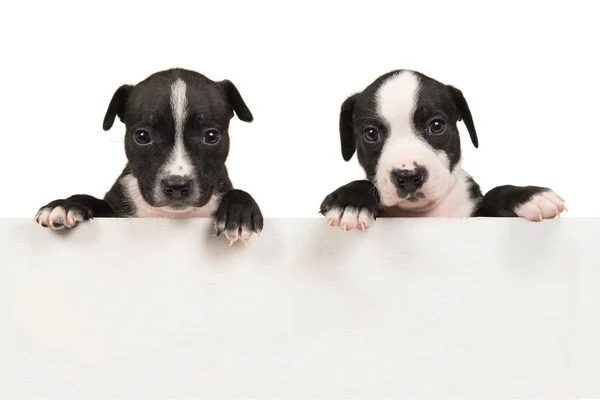 Dois cães puppie stafford terrier segurando uma tábua branca de madeira — Fotografia de Stock