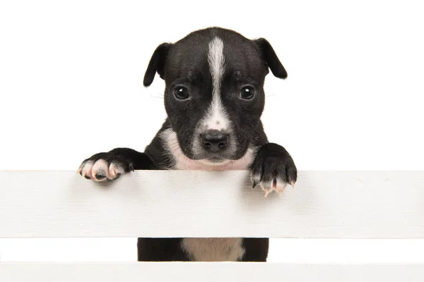 Stafford terrier cucciolo appeso sopra una cassa di legno bianco — Foto Stock