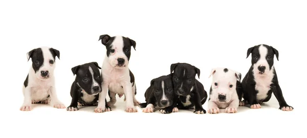 Camada de siete cachorros stafford terrier — Foto de Stock