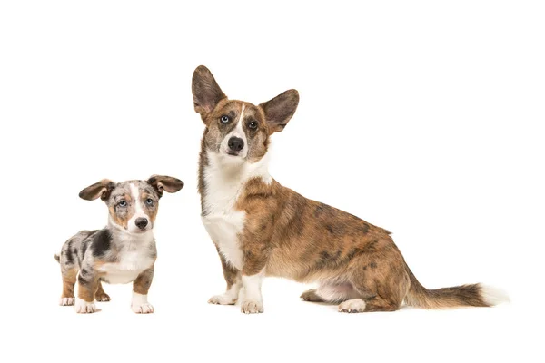 Welsh corgi dog father and son — Stockfoto