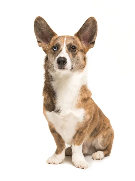 Ülő welsh corgi kutya — Stock Fotó