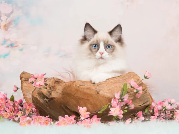 Ragdoll kotě v dřevěné měřítku s pastelově barevné pozadí — Stock fotografie